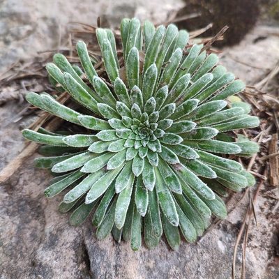 Saxifraga longifolia, photographed by Quentin Groom