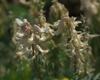 Astragalus bisulcatus, photographed by Robert Webster
