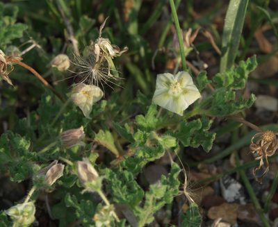 Chamaesaracha coniodes, photographed by Robert Webster
