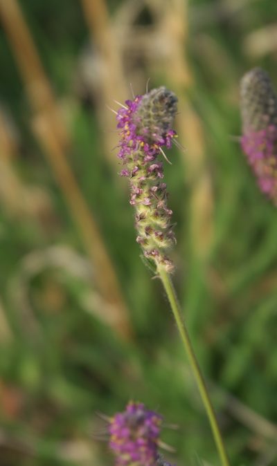 Dalea tenuifolia, photographed by Robert Webster