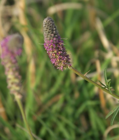 Dalea tenuifolia, photographed by Robert Webster