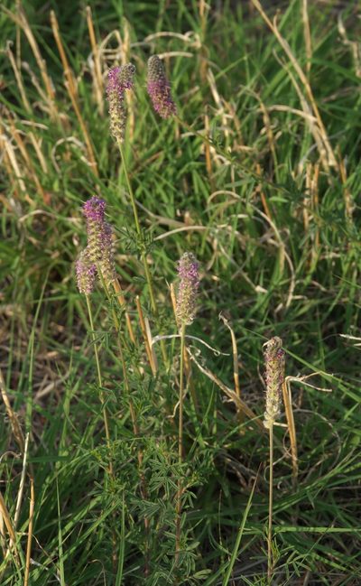 Dalea tenuifolia, photographed by Robert Webster