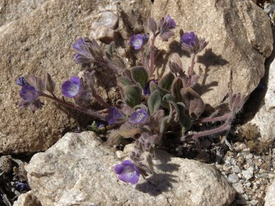 Phacelia curvipes, photographed by Jim Morefield