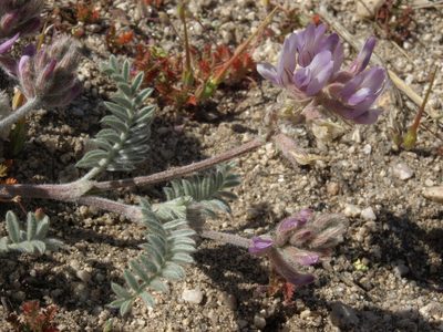 Astragalus andersonii, photographed by Jim Morefield