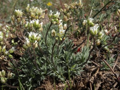Cusickiella douglasii, photographed by Jim Morefield