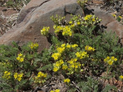 Potentilla webberi, photographed by Jim Morefield