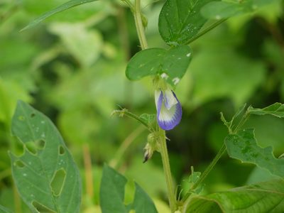 Clitoria annua, photographed by Dinesh Valke