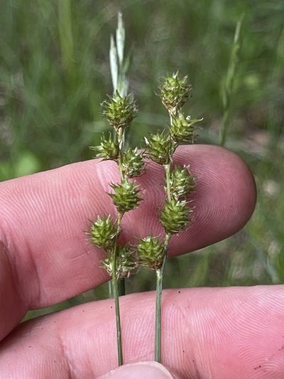 Carex festucacea, photographed by Summit Metro Parks