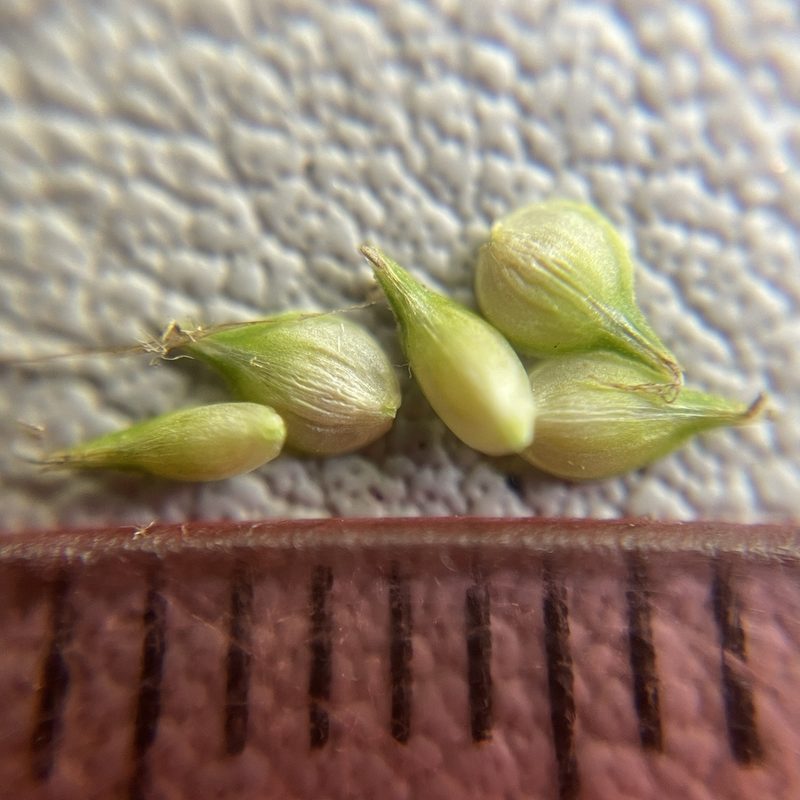 Carex festucacea, photographed by Summit Metro Parks