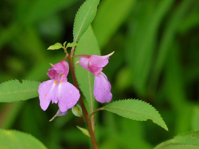 Impatiens rosea, photographed by Dinesh Valke