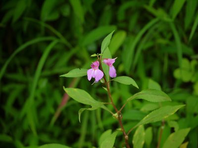Impatiens rosea, photographed by Dinesh Valke