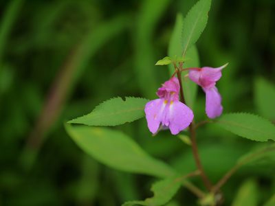 Impatiens rosea, photographed by Dinesh Valke