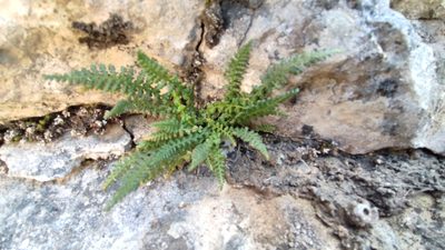 Asplenium fontanum, photographed by Quentin Groom