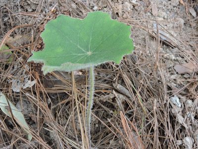 Psacalium eriocarpum, photographed by Jonathan Rodriguez
