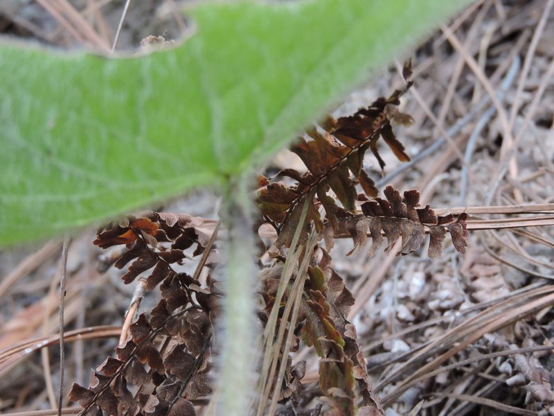 Psacalium eriocarpum, photographed by Jonathan Rodriguez