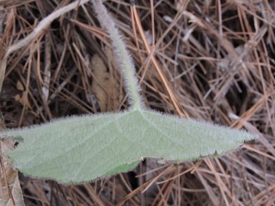 Psacalium eriocarpum, photographed by Jonathan Rodriguez