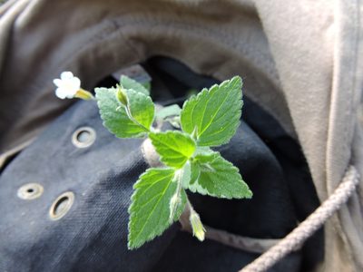Stemodia macrantha, photographed by Jonathan Rodriguez