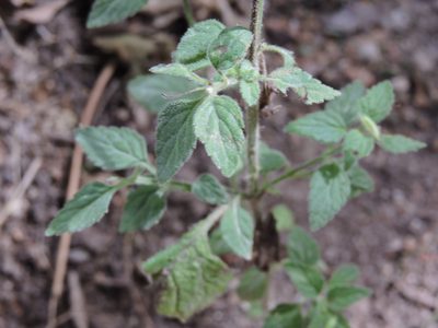 Stemodia macrantha, photographed by Jonathan Rodriguez