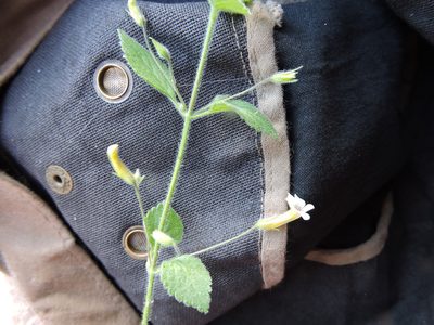 Stemodia macrantha, photographed by Jonathan Rodriguez