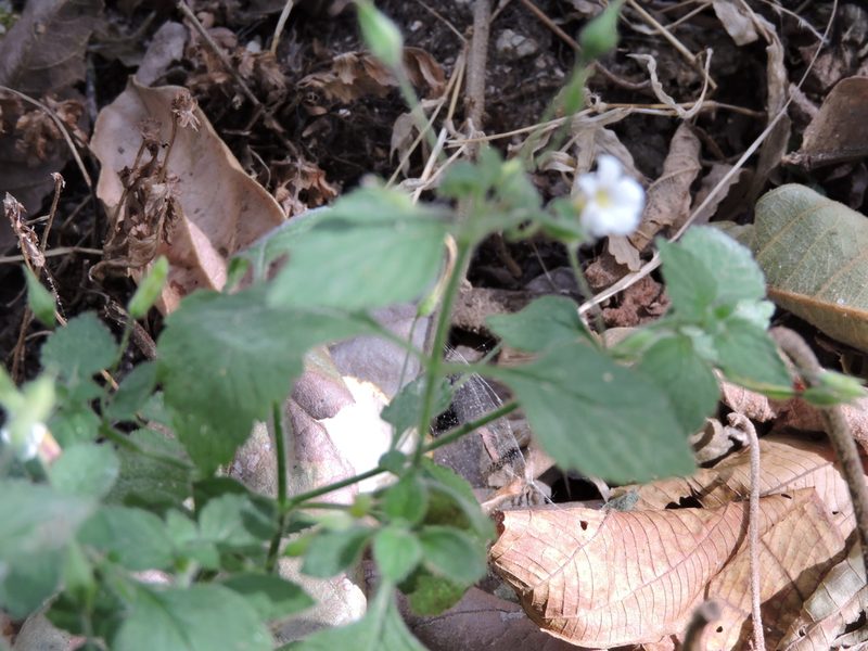 Stemodia macrantha, photographed by Jonathan Rodriguez