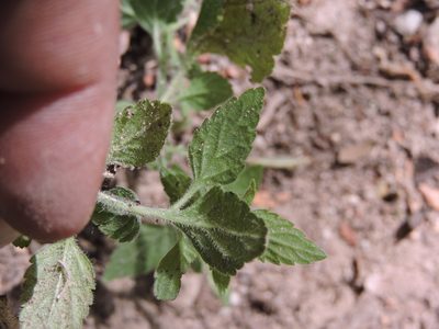 Stemodia macrantha, photographed by Jonathan Rodriguez
