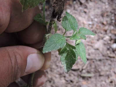 Stemodia macrantha, photographed by Jonathan Rodriguez
