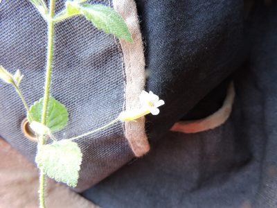 Stemodia macrantha, photographed by Jonathan Rodriguez