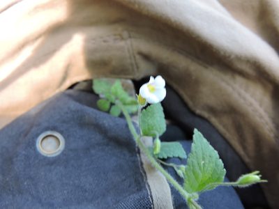 Stemodia macrantha, photographed by Jonathan Rodriguez