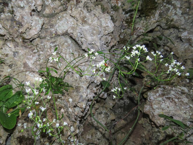 Kernera saxatilis, photographed by Emanuele Santarelli