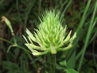 Trifolium ochroleucon, photographed by Emanuele Santarelli