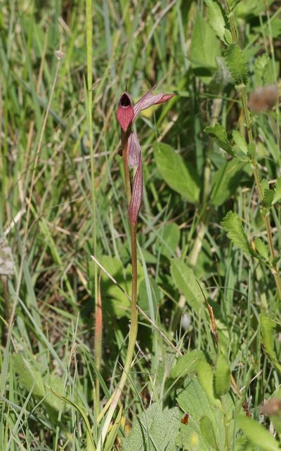 Serapias strictiflora, photographed by Christoph Moning