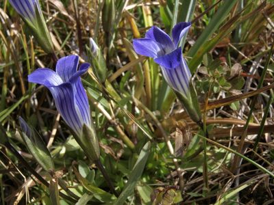 Gentianopsis holopetala, photographed by Jim Morefield