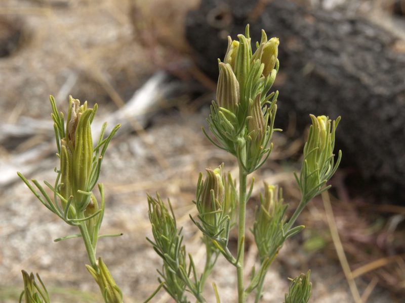 Cordylanthus ramosus, photographed by Jim Morefield