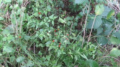 Capsicum chacoense, photographed by demianlescano