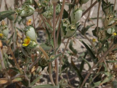 Mentzelia congesta, photographed by Jim Morefield