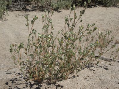 Mentzelia congesta, photographed by Jim Morefield