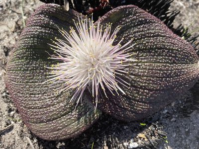 Massonia longipes, photographed by Sean Privett