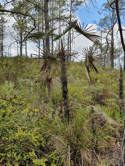 Coccothrinax scoparia, photographed by Yolanda M. Leon