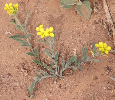 Physaria gordonii, photographed by crseaquist