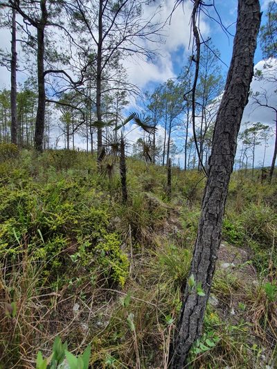 Coccothrinax scoparia, photographed by Yolanda M. Leon