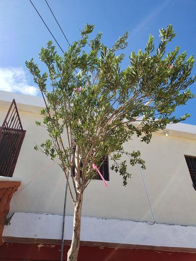 Pimenta haitiensis, photographed by Yolanda M. Leon