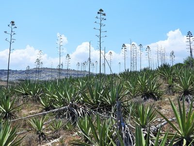 Agave sisalana, photographed by amantedarmanin