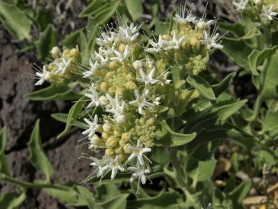 Petalonyx nitidus, photographed by Jim Morefield