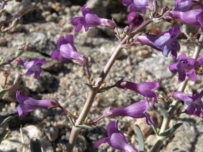 Penstemon patens, photographed by Jim Morefield