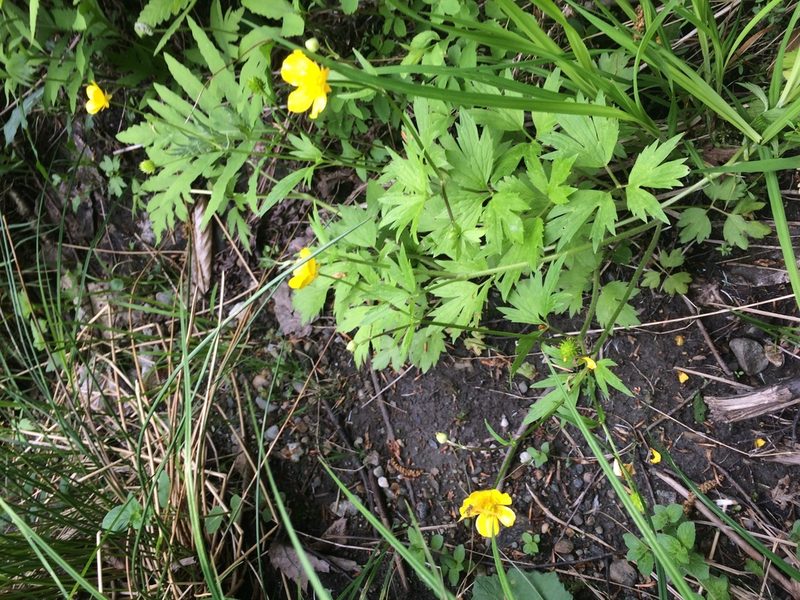 Ranunculus hispidus, photographed by Étienne Lacroix-Carignan