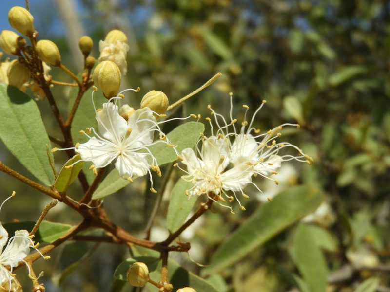 Morisonia indica, photographed by Francisco Farriols Sarabia