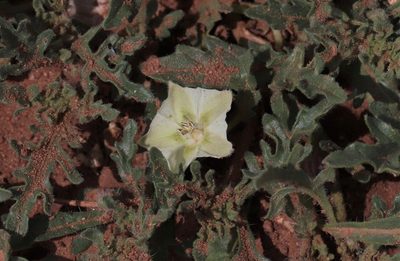 Chamaesaracha coniodes, photographed by crseaquist