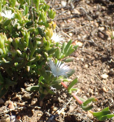 Delosperma uncinatum, photographed by Nicola van Berkel