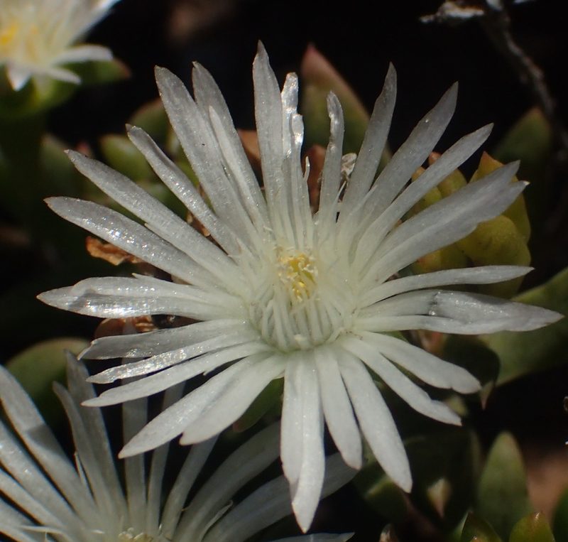 Delosperma uncinatum, photographed by Nicola van Berkel