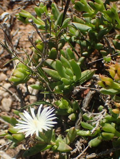 Delosperma uncinatum, photographed by Nicola van Berkel